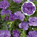 Bild von Calibrachoa double P12 Sky Blue